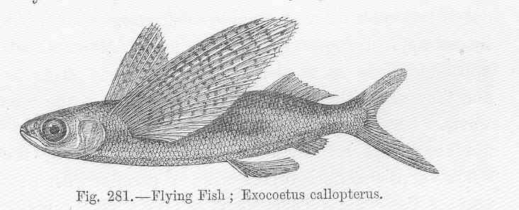 Cypselurus callopterus (Günther, 1866)